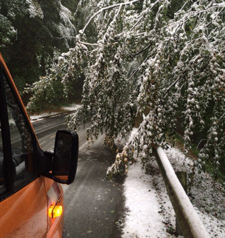 Umgestützte Bäume behindern die K 16 und die K 69. Die Straßen wurden vorrübergehend gesprerrt. (Foto: Kreisverwaltung Paderborn)